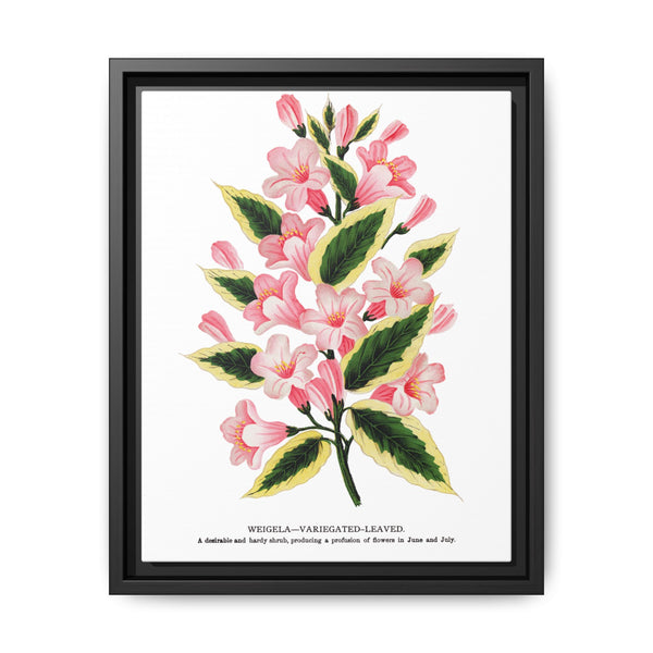 Pink flowers, Weigela lithograph (1900) - NOMADEN ART GALLERY