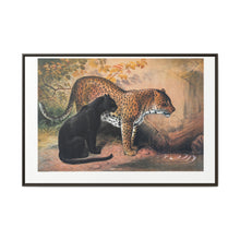 The Leopard from Zoological sketches (1861-1867) by Joseph Wolf and Philip Lutley Sclater - NOMADEN ART GALLERY