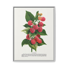 Cuthbert raspberry lithograph. Digitally enhanced from our own original 1900 edition plates of Botanical Specimen published by Rochester Lithographing - NOMADEN ART GALLERY