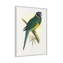 Bauer's Parrakeet (Barnardius zonarius) colored wood-engraved plate by Alexander Francis Lydon.
