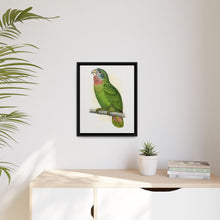 Jamaica Parrot (Amazona collaria) colored wood-engraved plate by Alexander Francis Lydon
