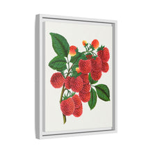 Shaffer's Colossal Raspberry Lithograph (1900)