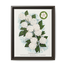 Japanese snowball flower lithograph. Digitally enhanced from our own original 1900 edition plates of Botanical Specimen published by Rochester Lithographing - NOMADEN ART GALLERY