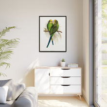 Budgerigar (Melopsittacus undulatus) colored wood-engraved plate by Alexander Francis Lydon