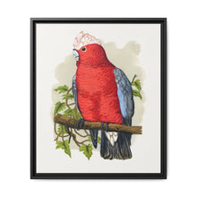 Rose-Breasted Cockatoo (Eolophus roseicapillus) colored wood-engraved plate by Alexander Francis Lydon. - NOMADEN ART GALLERY