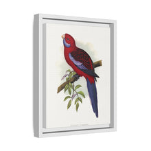 Pennant-Sittich (Platycercus elegans) farbige Holzstichplatte von Alexander Francis Lydon