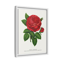 Red rose, General Jacquemont flower lithograph. Digitally enhanced from our own original 1900 edition plates of Botanical Specimen published by Rochester Lithographing
