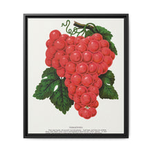 Vergennes grape lithograph. Digitally enhanced from our own original 1900 edition plates of Botanical Specimen published by Rochester Lithographing - NOMADEN ART GALLERY