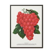 Vergennes grape lithograph. Digitally enhanced from our own original 1900 edition plates of Botanical Specimen published by Rochester Lithographing - NOMADEN ART GALLERY