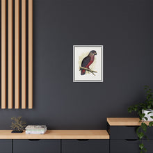 Dusky or Violet Parrot (Pionus fuscus) colored wood-engraved plate by Alexander Francis Lydon.