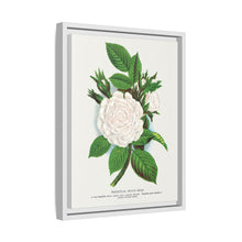 Rose, Perpetual White Moss lithograph. Digitally enhanced from our own original 1900 edition plates of Botanical Specimen published by Rochester Lithographing