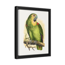 Blue-Fronted Amazon (Amazona aestiva) colored wood-engraved plate by Alexander Francis Lydon - NOMADEN ART GALLERY