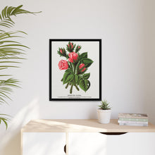 Pink roses, Crested Moss lithograph. Digitally enhanced from our own original 1900 edition plates of Botanical Specimen published by Rochester Lithographing