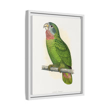 Jamaica Parrot (Amazona collaria) colored wood-engraved plate by Alexander Francis Lydon