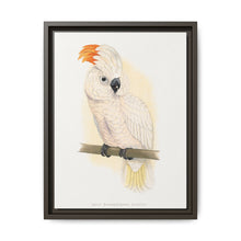 Great Salmon-Crested Cockatoo (CACATUA MOLUCCENSIS) colored wood-engraved plate by Alexander Francis Lydon. - NOMADEN ART GALLERY