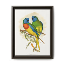 Splendid Parrakeet (Neophema splendida) colored wood-engraved plate by Alexander Francis Lydon - NOMADEN ART GALLERY