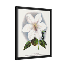 Clematis flower lithograph. Digitally enhanced from our own original 1900 edition plates of Botanical Specimen published by Rochester Lithographing