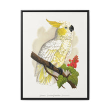 Lesser Lemon-Crested Cockatoo (Cacatua sulphurea) colored wood-engraved plate by Alexander Francis Lydon - NOMADEN ART GALLERY
