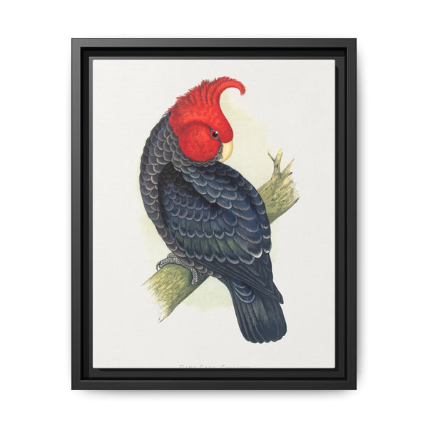 Gang-Gang Cockatoo (Callocephalon fimbriatum) colored wood-engraved plate by Alexander Francis Lydon - NOMADEN ART GALLERY