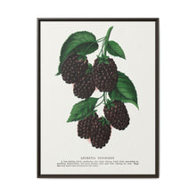 Lucretia Dewberry lithograph. Digitally enhanced from our own original 1900 edition plates of Botanical Specimen published by Rochester Lithographing - NOMADEN ART GALLERY