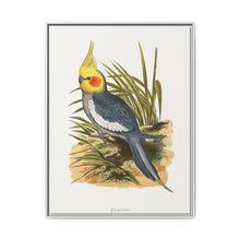 Cockatiel (Nymphicus hollandicus) colored wood-engraved plate by Alexander Francis Lydon - NOMADEN ART GALLERY
