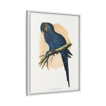 Hyacinthine Macaw (Anodorhynchus hyacinthinus) colored wood-engraved plate by Alexander Francis Lydon.
