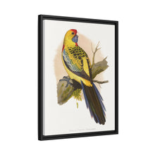 Lydon's Yellow-Rumped Parrakeet | Vintage Bird Wall Art Print