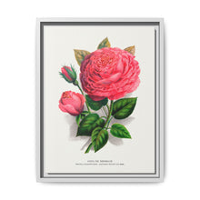 Pink rose, Anna De Diesbach lithograph. Digitally enhanced from our own original 1900 edition plates of Botanical Specimen published by Rochester Lithographing - NOMADEN ART GALLERY
