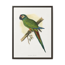llliger's Macaw (Primolius maracana) colored wood-engraved plate by Alexander Francis Lydon - NOMADEN ART GALLERY