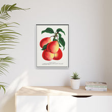 Vermont Beauty pear lithograph. Digitally enhanced from our own original 1900 edition plates of Botanical Specimen published by Rochester Lithographing