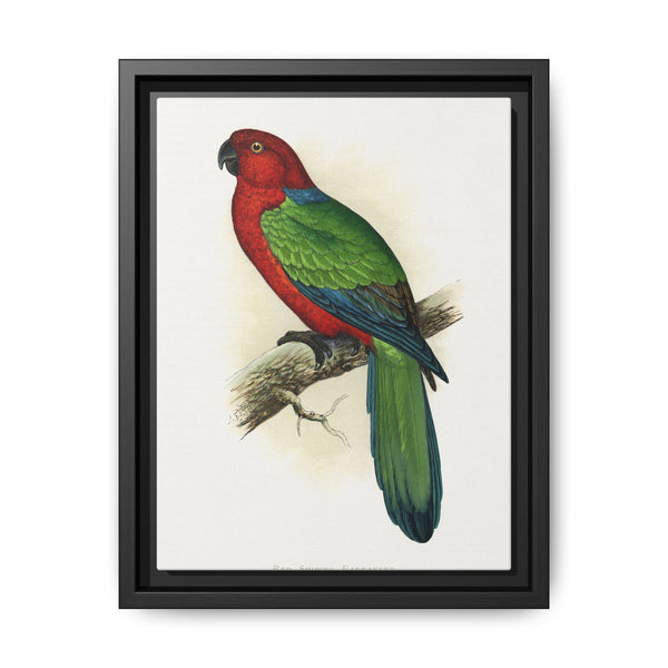 Red Shining Parrakeet (Prosopeia tabuensis) colored wood-engraved plate by Alexander Francis Lydon