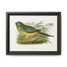 Turquoisine (Neophema pulchella) colored wood-engraved plate by Alexander Francis Lydon - NOMADEN ART GALLERY