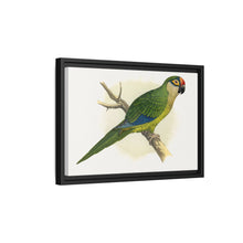 Golden-Crowned Conure (Aratinga auricapillus) colored wood-engraved plate by Alexander Francis Lydon