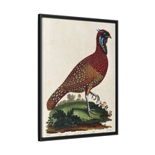 A horned Indian pheasant standing on the grass by J. Pass after J. E. Ihle.