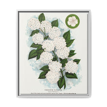 Japanese snowball flower lithograph. Digitally enhanced from our own original 1900 edition plates of Botanical Specimen published by Rochester Lithographing - NOMADEN ART GALLERY