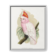 Leadbeater's Cockatoo (Lophochroa leadbeateri) colored wood-engraved plate by Alexander Francis Lydon - NOMADEN ART GALLERY