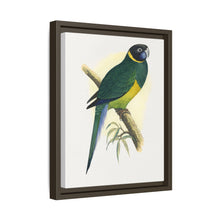 Bauer's Parrakeet (Barnardius zonarius) colored wood-engraved plate by Alexander Francis Lydon.