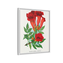 Trumpet flower lithograph. Digitally enhanced from our own original 1900 edition plates of Botanical Specimen published by Rochester Lithographing