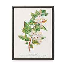 Spirea Aurea flowers lithograph. Digitally enhanced from our own original 1900 edition plates of Botanical Specimen published by Rochester Lithographing - NOMADEN ART GALLERY