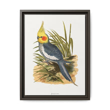 Cockatiel (Nymphicus hollandicus) colored wood-engraved plate by Alexander Francis Lydon - NOMADEN ART GALLERY