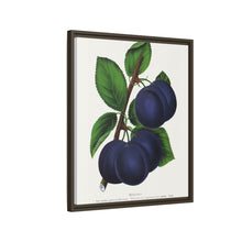 Niagara plum lithograph. Digitally enhanced from our own original 1900 edition plates of Botanical Specimen published by Rochester Lithographing