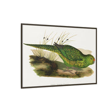 Green Ground Parrot (Pezoporus wallicus) colored wood-engraved plate by Alexander Francis Lydon