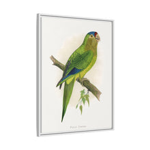 Petz's Conure (Aratinga canicularis) colored wood-engraved plate by Alexander Francis Lydon