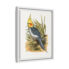 Cockatiel (Nymphicus hollandicus) colored wood-engraved plate by Alexander Francis Lydon