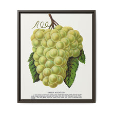 Green Mountain grape lithograph. Digitally enhanced from our own original 1900 edition plates of Botanical Specimen published by Rochester Lithographing - NOMADEN ART GALLERY