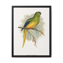 Elegant Parrakeet (Neophema elegans) colored wood-engraved plate by Alexander Francis Lydon - NOMADEN ART GALLERY