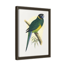 Bauer's Parrakeet (Barnardius zonarius) colored wood-engraved plate by Alexander Francis Lydon.