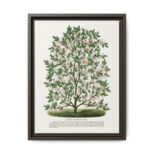 Hardy Magnolia tree lithograph. Digitally enhanced from our own original 1900 edition plates of Botanical Specimen published by Rochester Lithographing - NOMADEN ART GALLERY