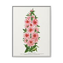 Prunus Triloba flower lithograph. Digitally enhanced from our own original 1900 edition plates of Botanical Specimen published by Rochester Lithographing - NOMADEN ART GALLERY