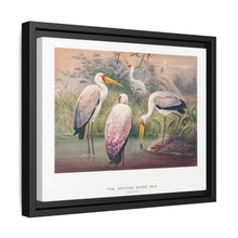 The African Wood Ibis from Zoological sketches (1861-1867) by Joseph Wolf and Philip Lutley Sclater